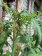 Шпагат для подвязки растений 0.5 кг, зеленый